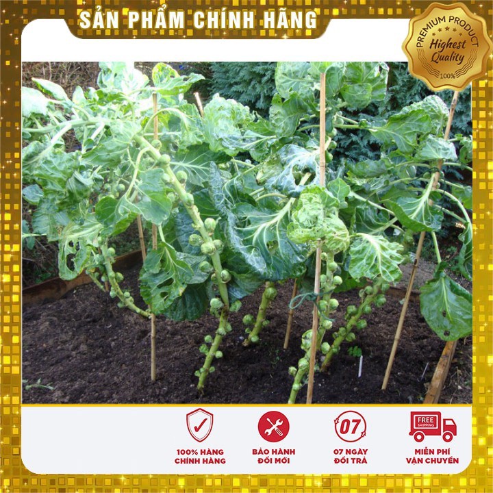 Hạt giống bắp cải mini F1 LUCKY SEEDS - 10 hạt