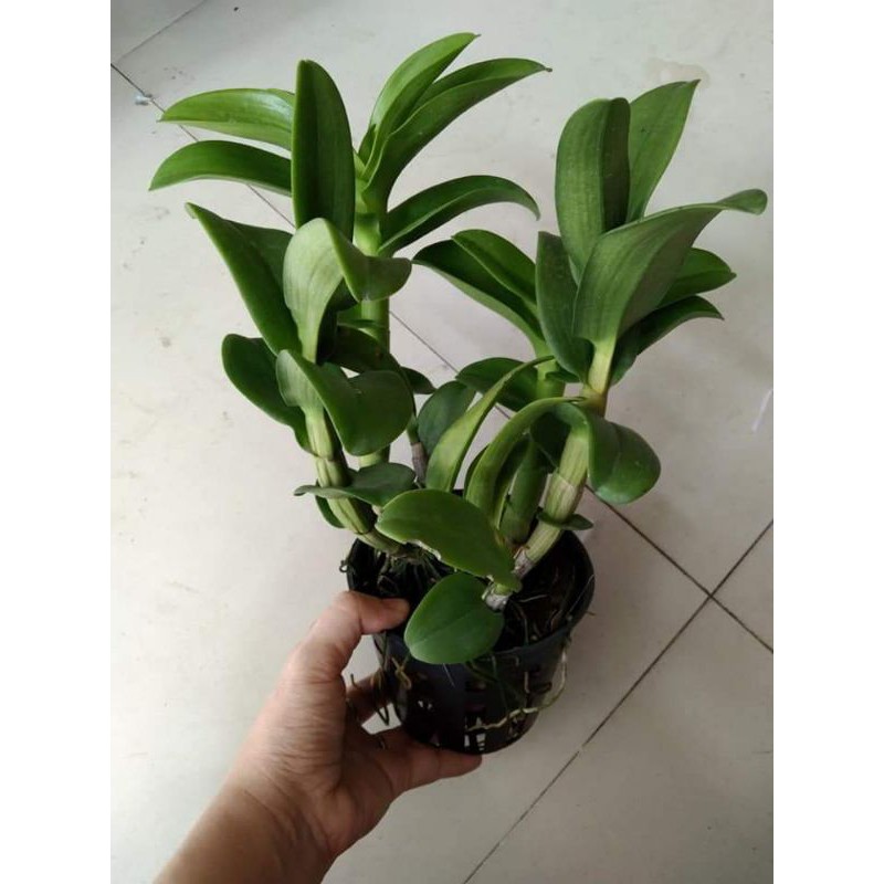 Hoa lan denro nắng bò vàng