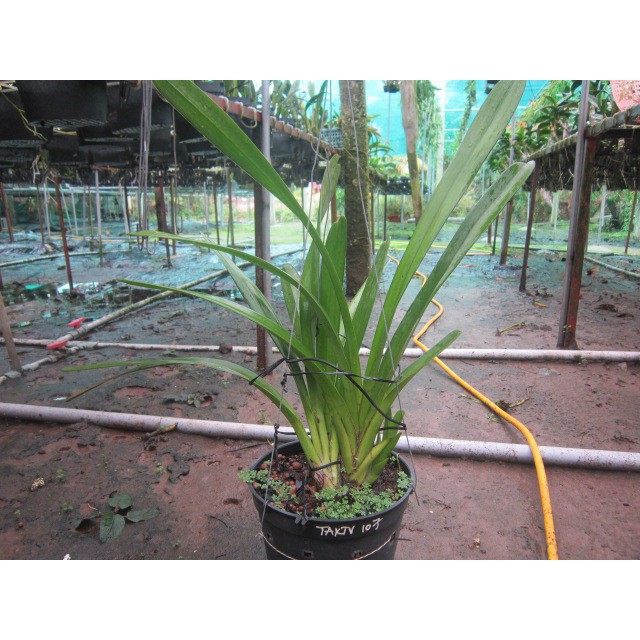 Sản phẩm COMBO 3 THÂN GIỐNG LAN KIẾM TIÊN VŨ HÀNG RỪNG MẶT HOA XỔ + Tặng (0,3kg) phân hữu cơ cao cấp