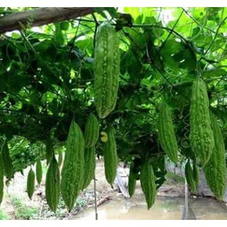 Hạt giống mướp đắng