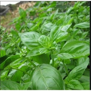 Hạt giống húng tây (Basil)