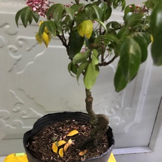 Khế nhật ghép gốc khế ngọt chơi bonsai mini để bàn
