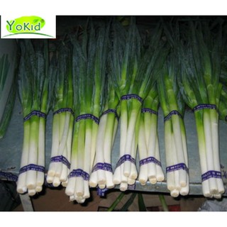 Hạt giống hành baro khổng lồ