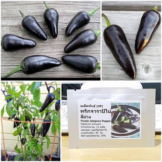 Hạt giống ớt Jalapeno Tím 20 hạt
