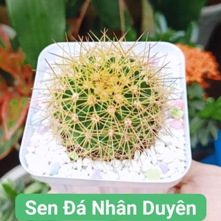 Xương rồng kim hổ mới