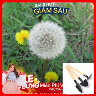 Hạt Giống Hoa Bồ Công Anh - 50 Hạt / Gói - Tặng Kèm Bộ Dụng Cụ Trồng Cây Mini