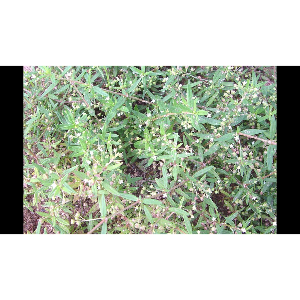 Bạch Hoa Xà Thiệt Thảo Khô 100gram loại thượng hạng DV053