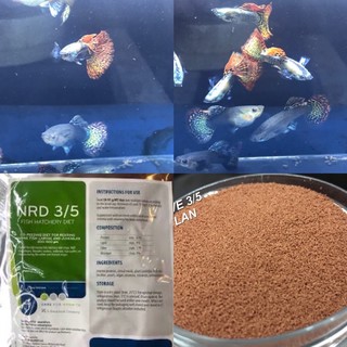 Cám cá guppy Rồng đỏ bds tia (2 cặp)