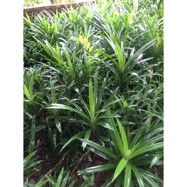 Lá nếp tươi 1kg