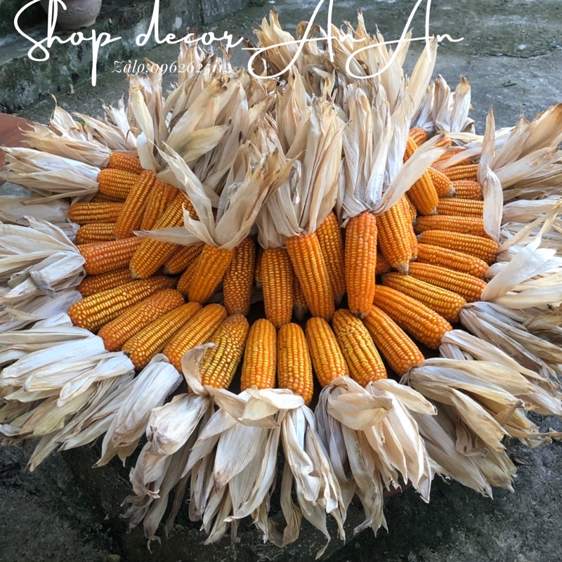 Trái bắp khô.bắp ngô khô decor quán cafe trang trí tết, trang trí giáng sinh.trang trí chụp ảnh