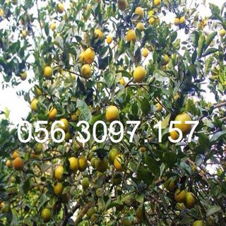 Cây Cam V2 + Tặng 01 cây dâu da đất ( bòn bon)