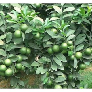 Cây giống CHANH KHÔNG HẠT - GIỐNG CHUẨN F1 SIÊU QUẢ