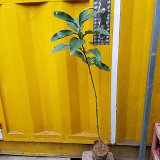 Bưởi đỏ phúc kiến

