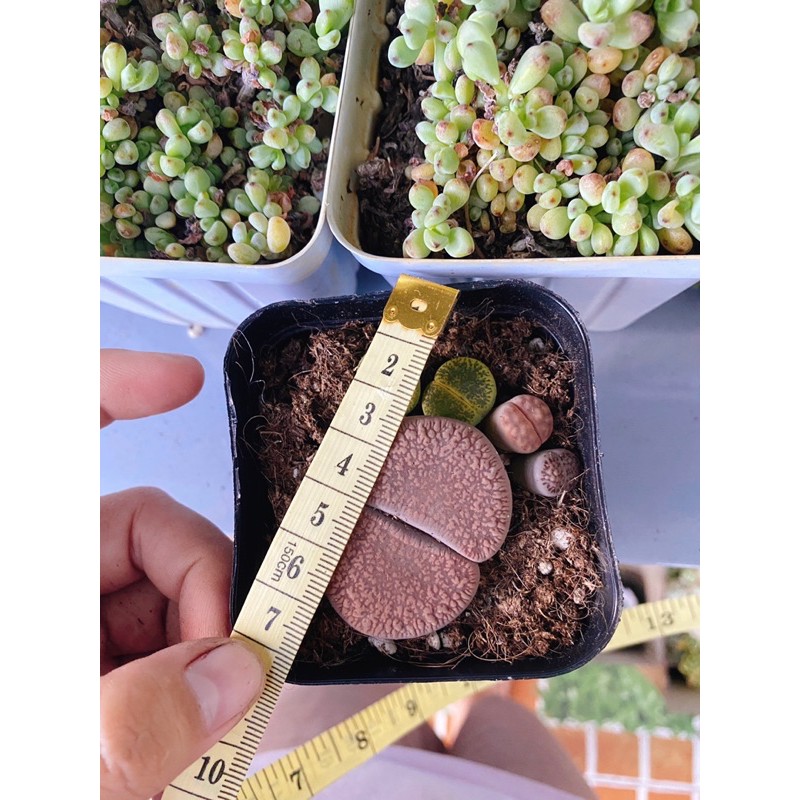 Sen đá lithops hình bàn chân, coi size ảnh cuối