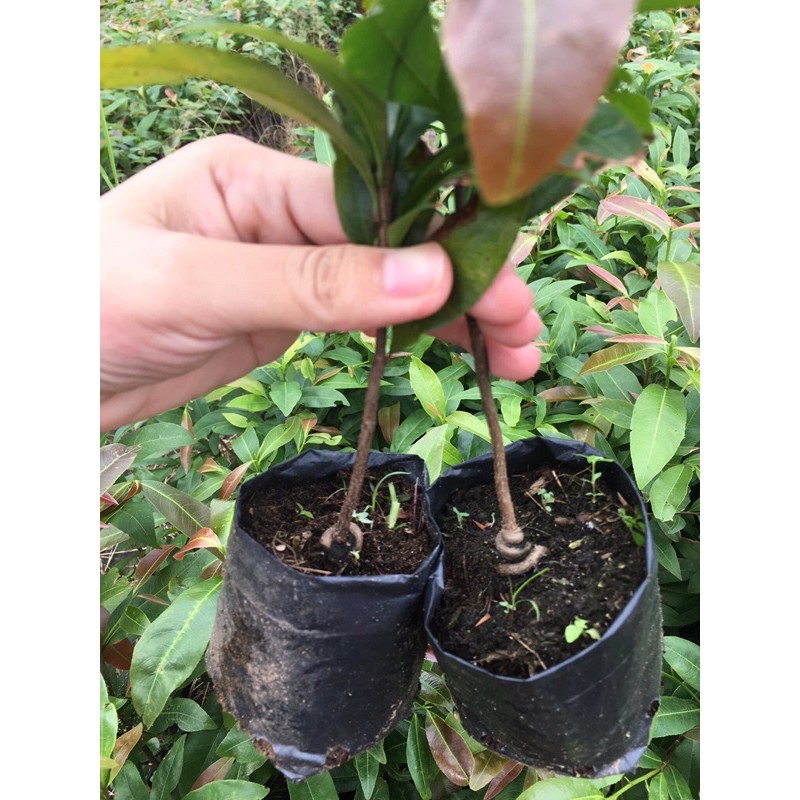 Combo 2 cây mai vàng con quấn rễ