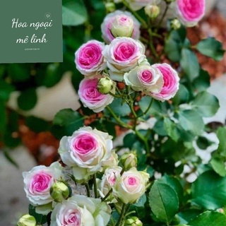 Hoa hồng bụi Mini Eden sai hoa kháng bệnh tốt -Hoangoaimelinh