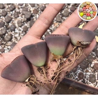 Sen mông,lithop,thạch lan size đại