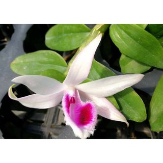 Hoa phong lan phi điệp 5ct gieo hạt
