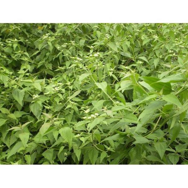 100g cỏ Lào (cây cộng sản) tươi