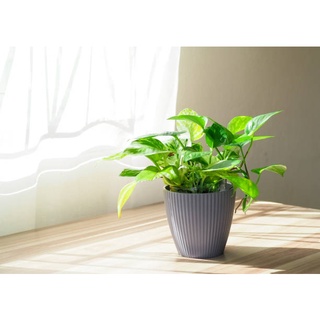 Cây trầu bà xanh dạng bụi