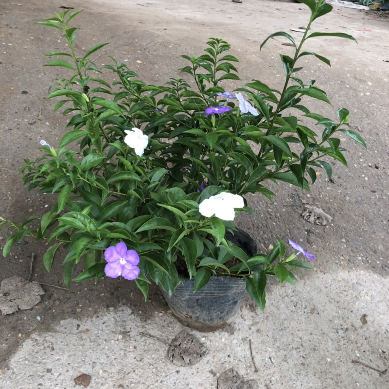 Cây hoa nhài nhật, Cao 40cm hoa cực thơm mùi hương dễ chịu thư giãn, thích hợp trang trí cảnh quan sân vườn