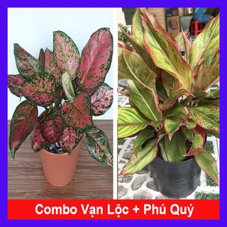 Caykiengsadec - Combo cây vạn lộc + cây phú quý