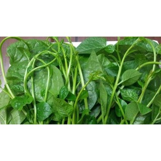 Bộ gói hạt giống Mồng tơi
