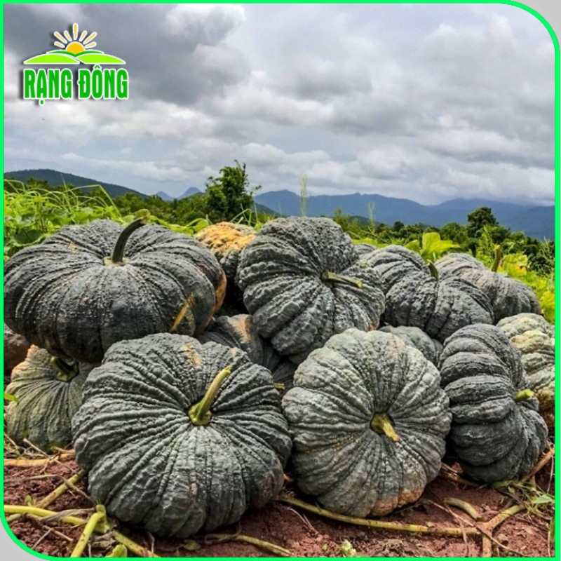Hạt giống Bí Đỏ Da Cóc trồng quanh năm, thịt dày, thơm, ngọt, Hạt giống nảy mầm tốt (gói 5 hạt) - Hạt giống Rạng Đông