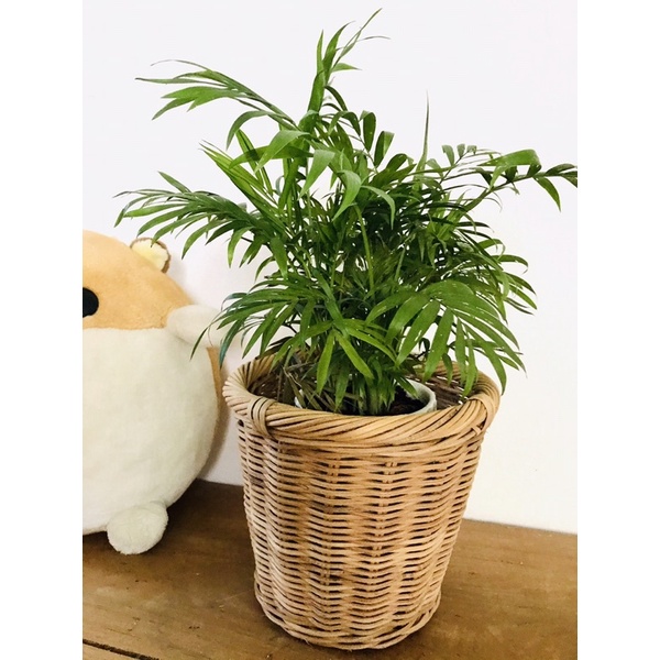 Giỏ mây sọt mây để chậu cây, Decor hoa trang trí, để hành tỏi, bánh kẹo đan thủ công