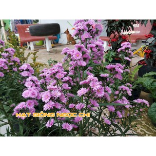 Hạt Giống Hoa Thạch Thảo Cao Mix - 100 Hạt