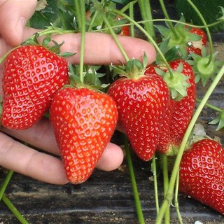 552 Hạt Giống Dâu Tây Chịu Nhiệt Trang Nông