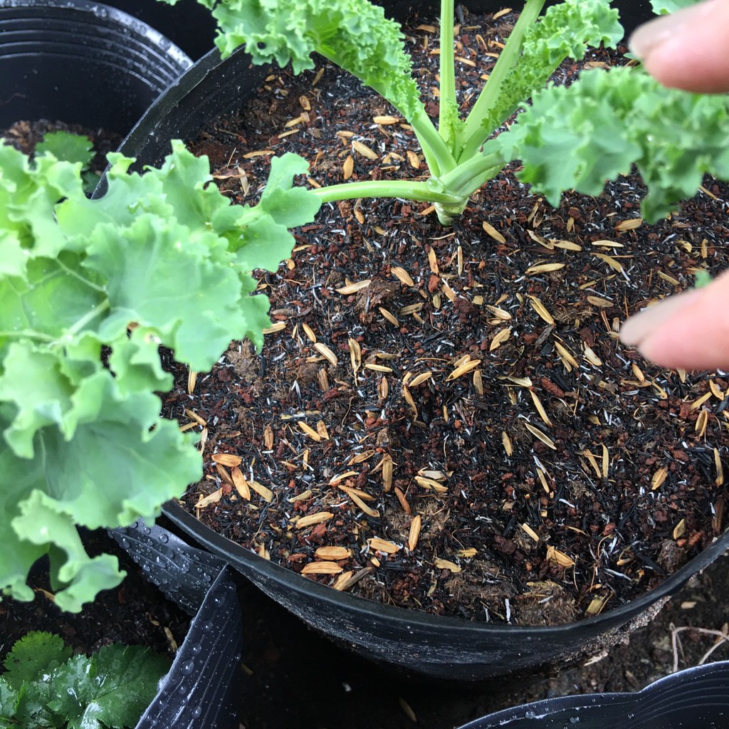 Bao 2dm3 đất trộn trồng cây - có bổ sung dinh dưỡng - Trang Flower