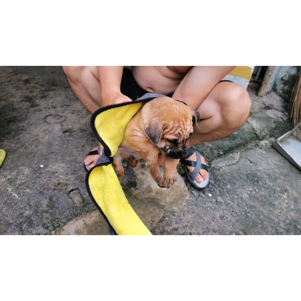 Khăn Tắm Chó Mèo Mềm Mịn Siêu Thấm Hút Microfiber Nhanh Khô, Không Rụng Lông