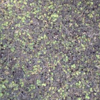 1kg Mắc khén rừng cực thơm