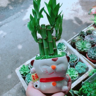 Chậu Trúc Phát Tài Mèo May Mắn