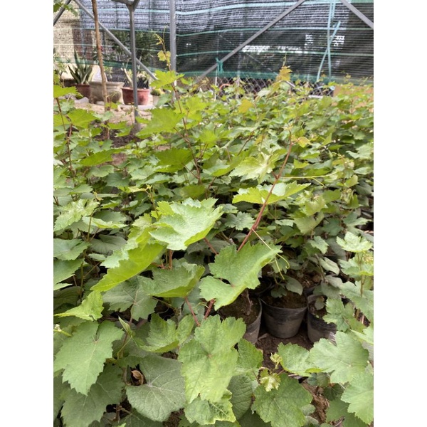 Cây Nho Ngón Tay Đen Úc  Không Hạt Tự Nhiên