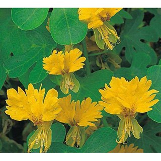 Hạt giống hoa phượng hoàng ( hoa cánh phượng ) 5 hạt (TẶNG gói kích thích hạt nảy mầm)