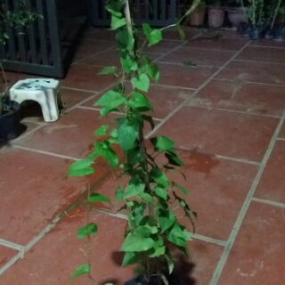 Cây hoa tigon. Cây rất dễ trồng ạ.