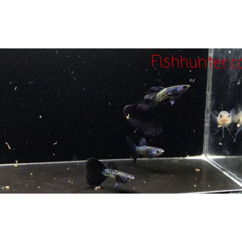 compo METAL BLACK 2bé 7 màuu tặng thức ăn