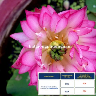 12H - HẠT GIỐNG HOA SEN CUNG ĐÌNH