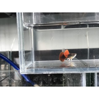 Hồ Show Guppy Betta
