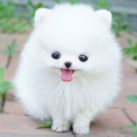 Phân Phối Sỉ Tổng Hợp