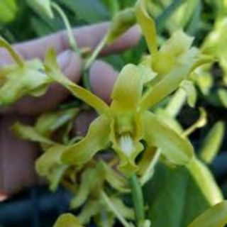 Rồng xanh cây giống