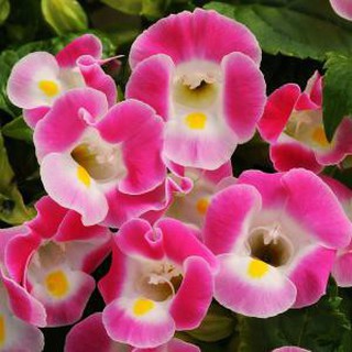 10 H - HẠT GIỐNG HOA TÔ LIÊN MIX (mắt nai)