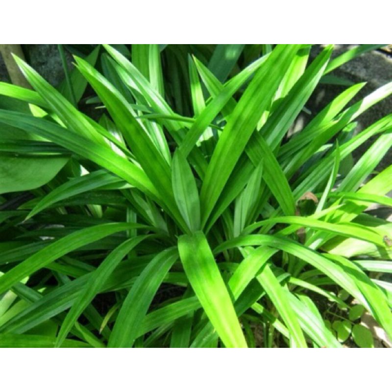 50gr lá dứa sấy khô