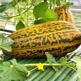 #Hạt_Giống_Dưa_Gang_Bở