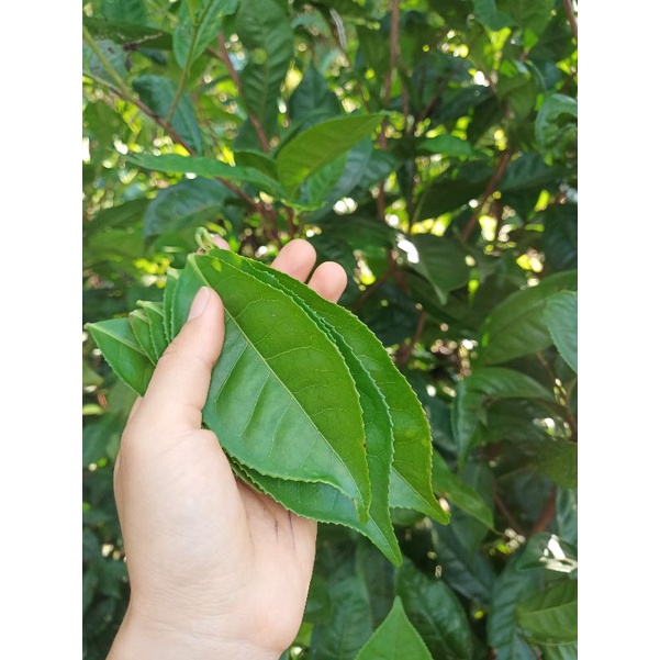 500g LÁ TRÀ XANH TƯƠI SẠCH NHÀ TRỒNG TỰ NHIÊN