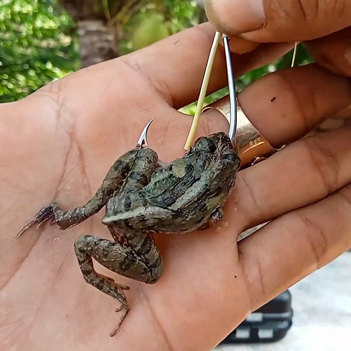 Lưỡi câu cá lóc nhái thật chuyên dùng cho câu lure