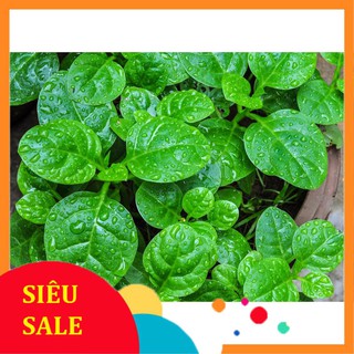 20g Hạt giống Mồng tơi (tặng gói kích nẩy mầm và hướng dẫn) VIETPHAT