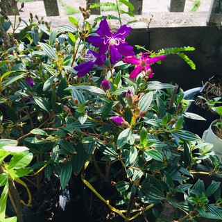 CÂY SIM RỪNG